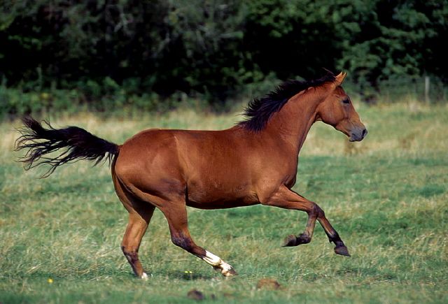 Quarter Horse